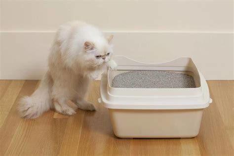 cats white kedi kumu nasıl